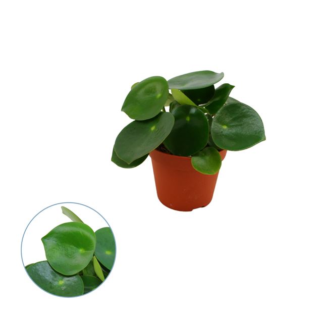 Picture of PEPEROMIA POLYBOTRYA