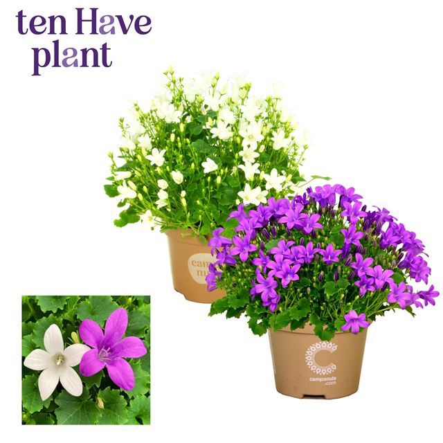 Picture of Campanula porto mix