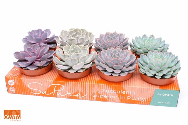 Picture of ECHEVERIA MIX