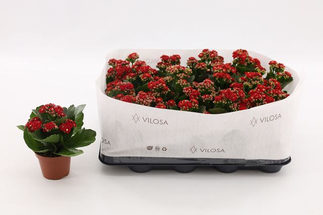 Picture of KALANCHOE DOUBLE RED