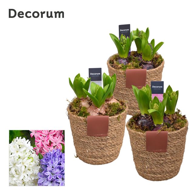 Picture of HYACINTHUS 03BULBS WOVEN BASKET