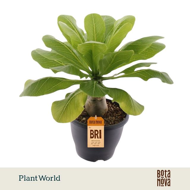 Picture of Brighamia insignis hawaiian palm
