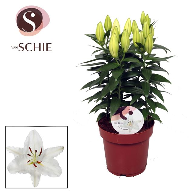 Picture of Lilium oriental oxygen (white