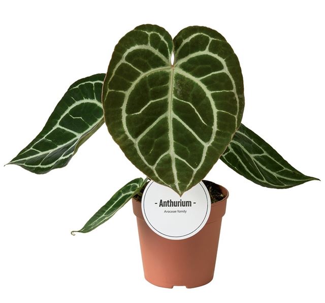 Picture of Anthurium crystallinum
