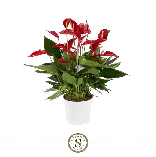 Picture of Anthurium andreanum mille fleurs roja