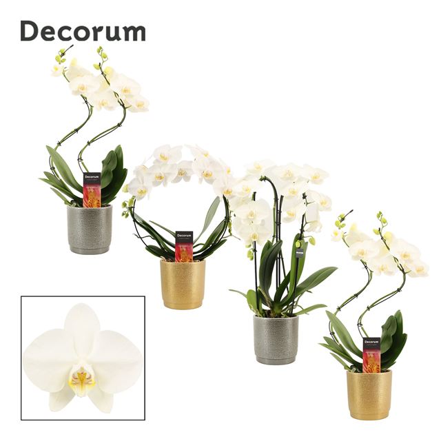 Picture of PHALAENOPSIS SHAPES MIX 02-STEM WHITE IN GABRIEL