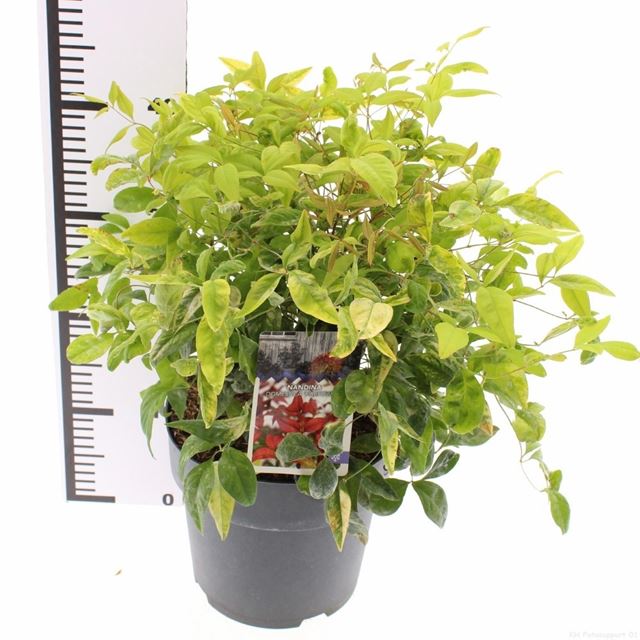 Picture of Nandina domestica firepower