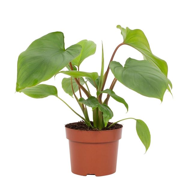Picture of HOMALOMENA RUBESCENS MAGGY