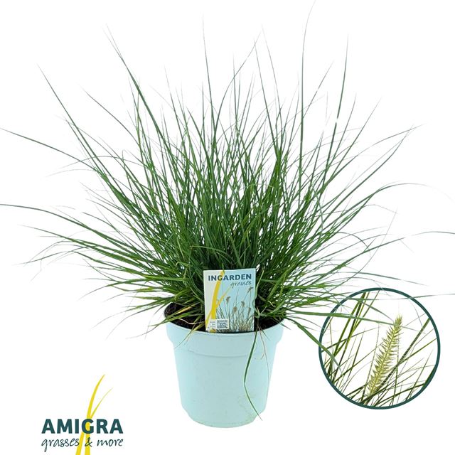 Picture of Pennisetum alopecuroides little hameln