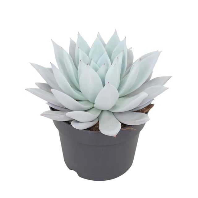 Picture of ECHEVERIA MEXICAN GIANT 
