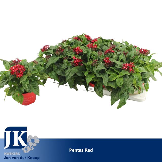 Picture of PENTAS LANCEOLATA GRAFFITI LIPSTICK RED