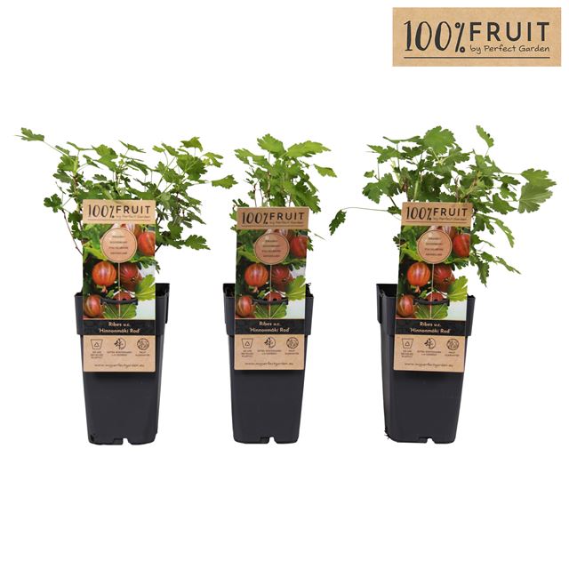 Picture of Ribes uva-crispa hinnonmaki red