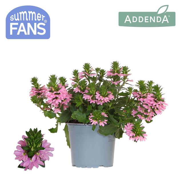 Picture of Scaevola pink