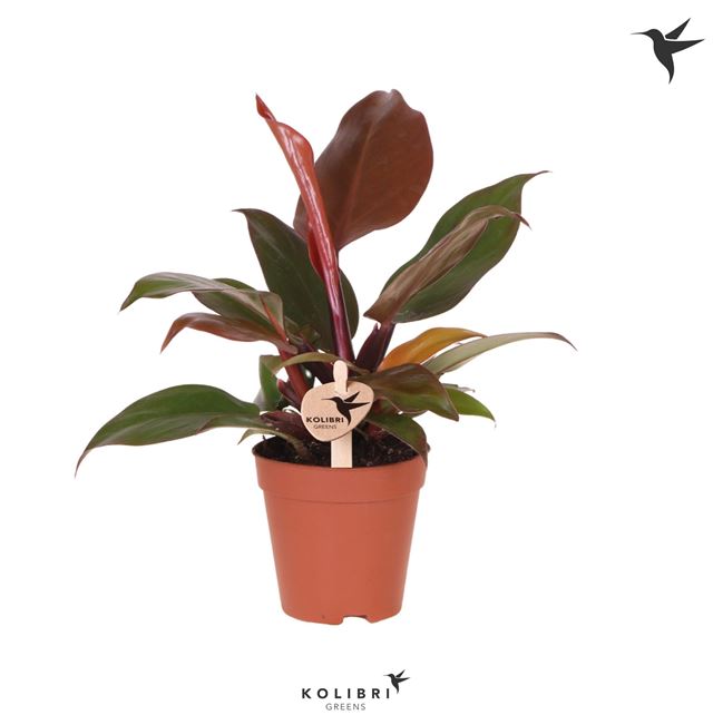 Picture of PHILODENDRON SUN RED