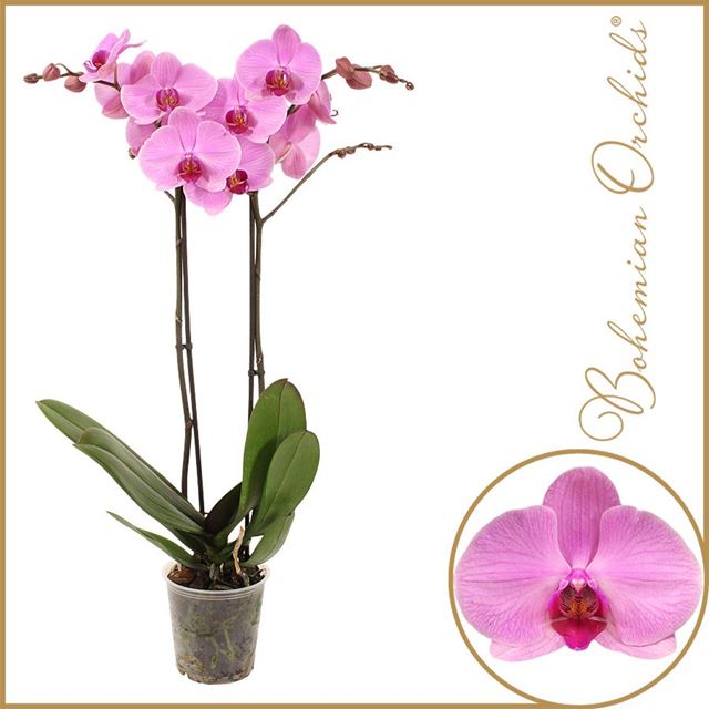 Picture of Phalaenopsis 02-stem orlando
