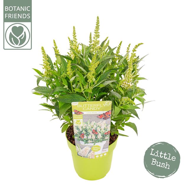 Picture of BUDDLEJA BUTTERFLY CANDY LITTLE WHITE