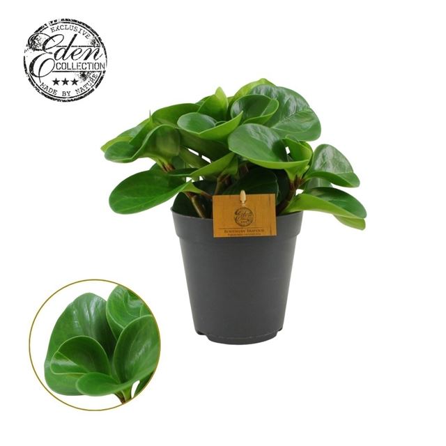 Picture of Peperomia obtusifolia green