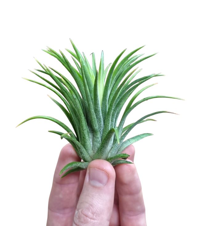 Picture of Tillandsia ionantha green