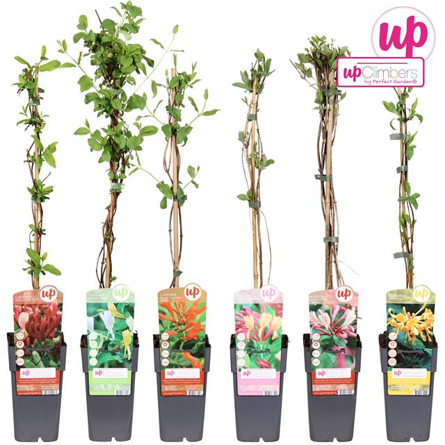 Picture of Lonicera mix