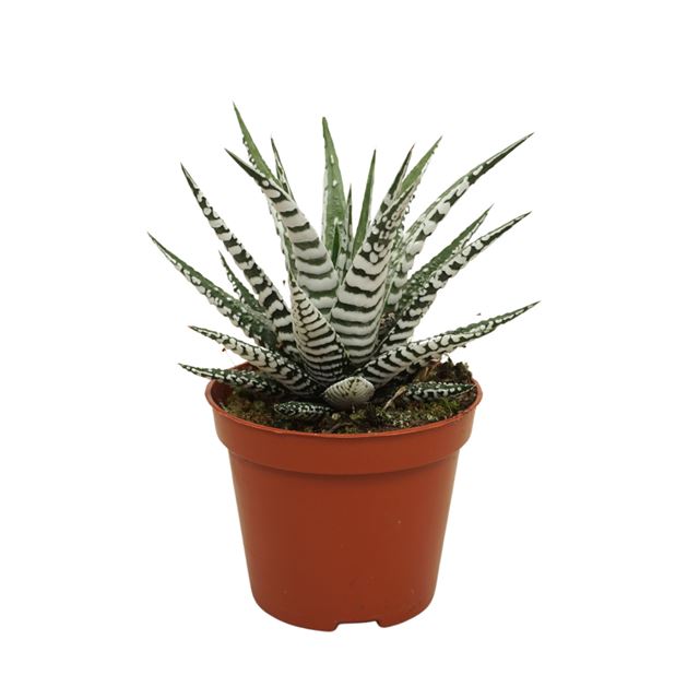 Picture of HAWORTHIA FASCIATA ALBA