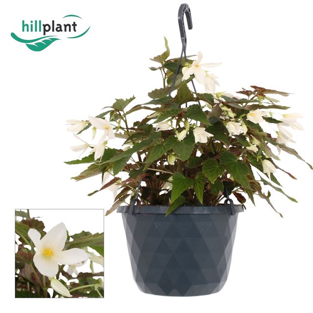 Picture of Begonia boliviensis crackling fire white hanging