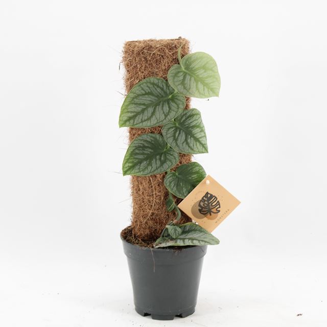 Picture of MONSTERA DUBIA