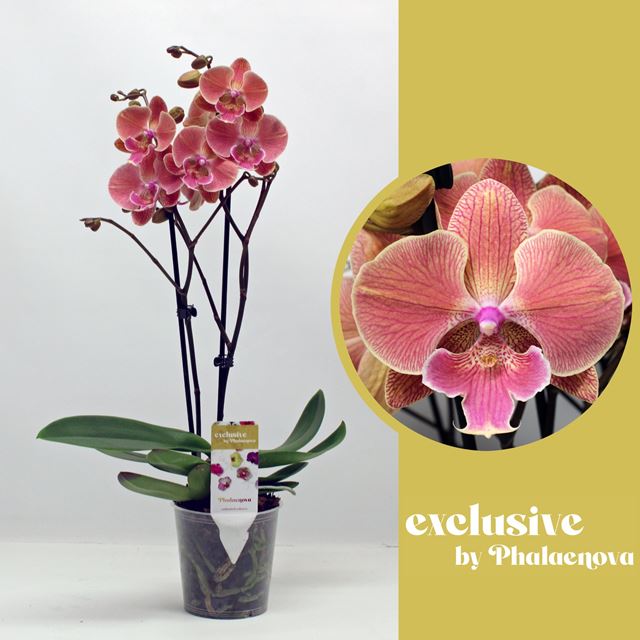 Picture of PHALAENOPSIS 02-STEM NINA