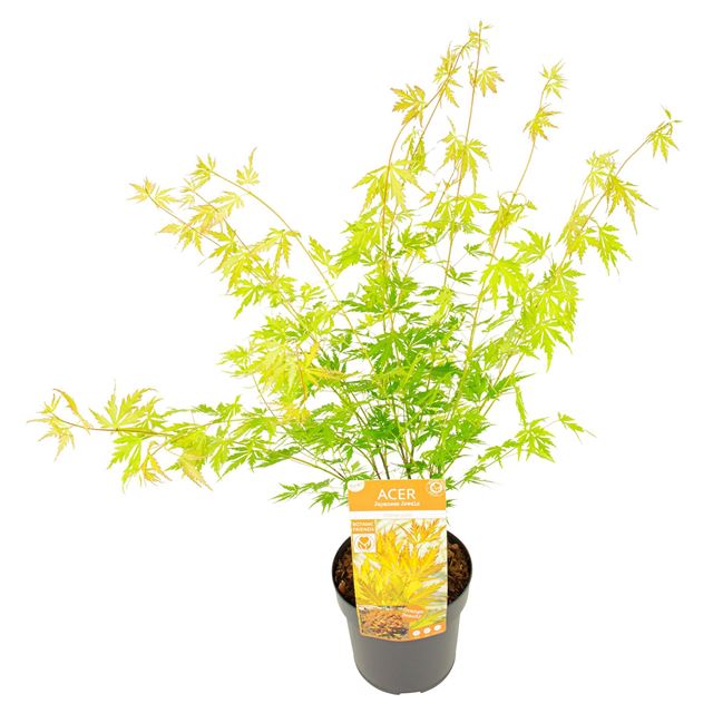 Picture of ACER PALMATUM ORANGE LACE