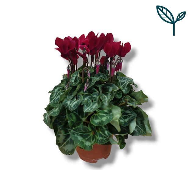 Picture of CYCLAMEN PERSICUM WINE-RED