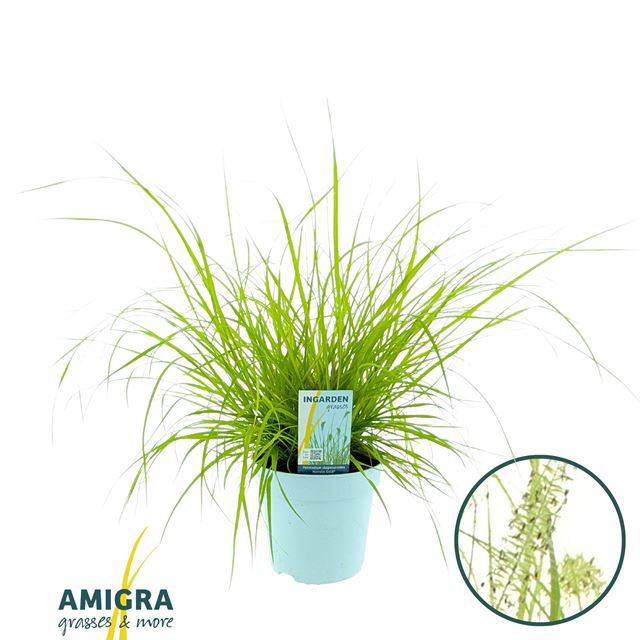 Picture of Pennisetum alopecuroides hameln gold