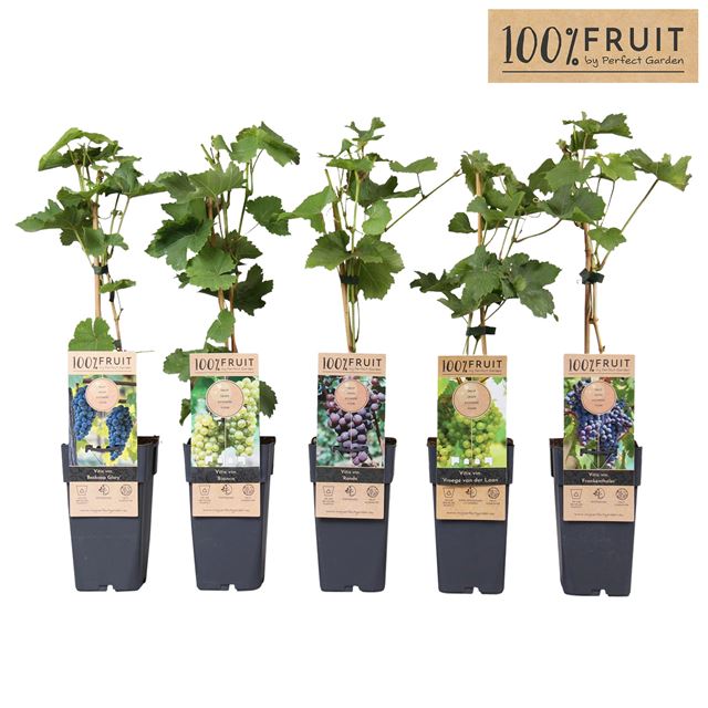 Picture of Vitis mix