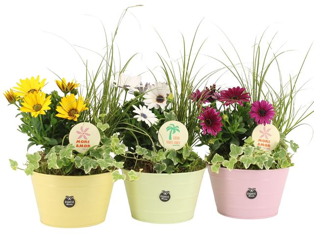 Picture of OUTDOOR SUMMER ARRANGEMENT 03PP IN ZINC