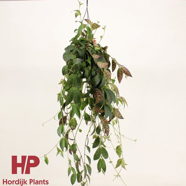 Picture of AESCHYNANTHUS MARMORATUS IN HANGING BASKET