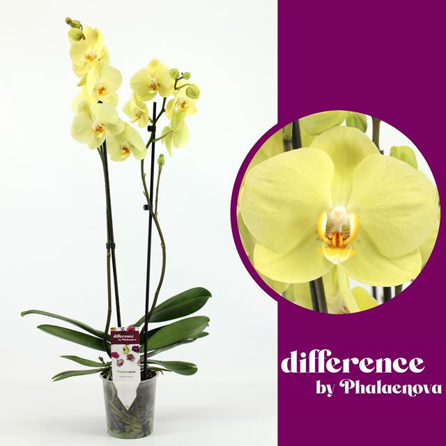 Picture of PHALAENOPSIS 02-STEM YARA