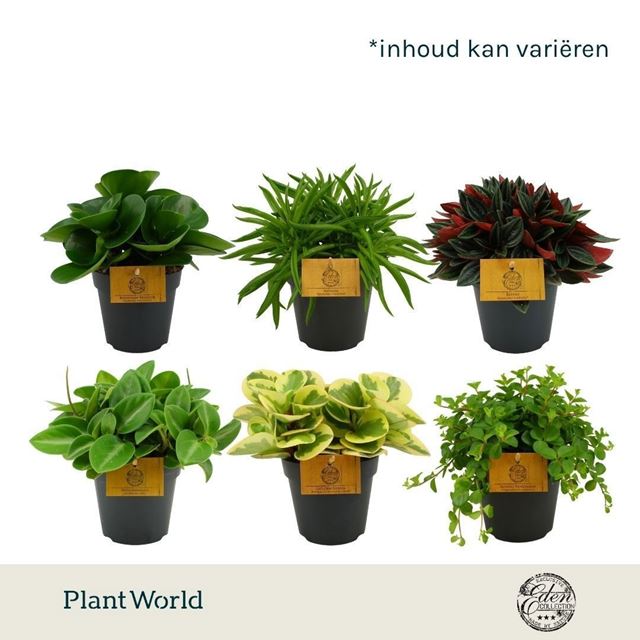 Picture of Peperomia mix