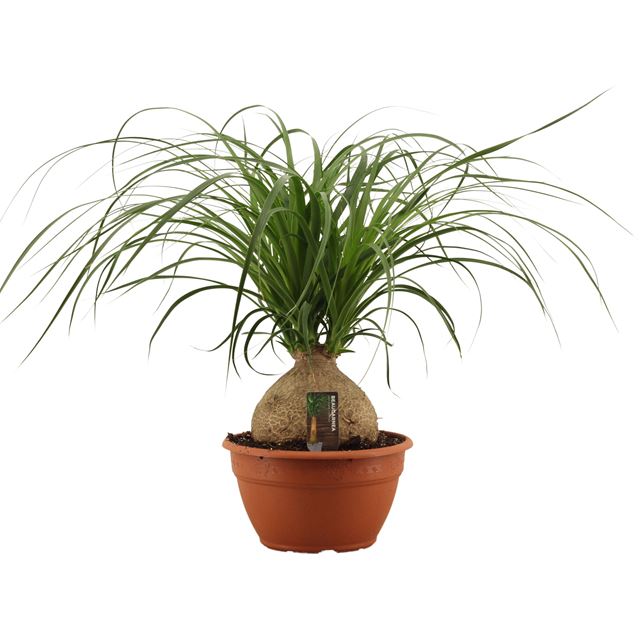 Picture of Beaucarnea ball