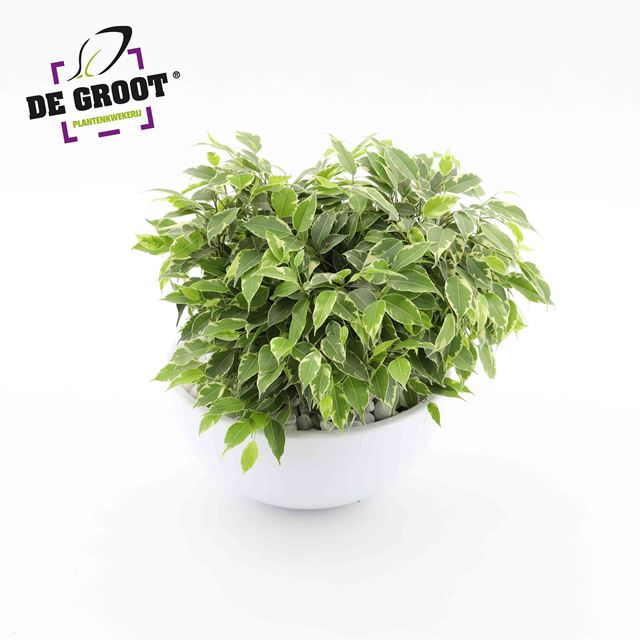 Picture of FICUS BENJAMINA KINKY VARIEG. 03PP WHITE CERAMIC