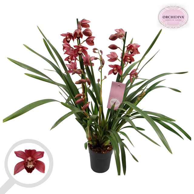 Picture of CYMBIDIUM 03/04-STEM PINK