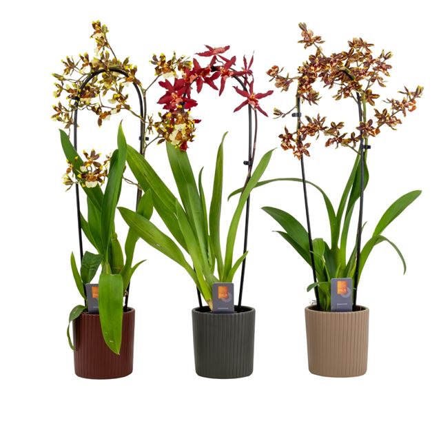 Picture of CAMBRIA CASCADE MIX IN CERAMIC