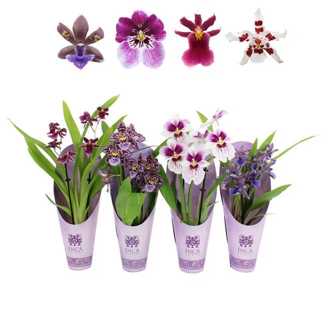 Picture of ORCHID 02-STEM PURPLE PLEASURE MIX IN CONE