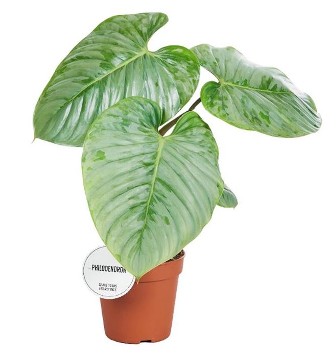 Picture of PHILODENDRON SODIROI
