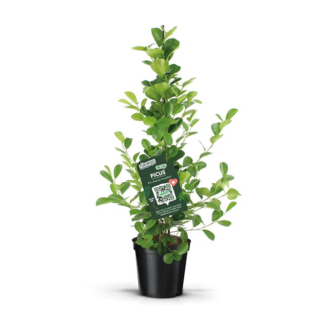 Picture of FICUS MICROCARPA MOCLAME