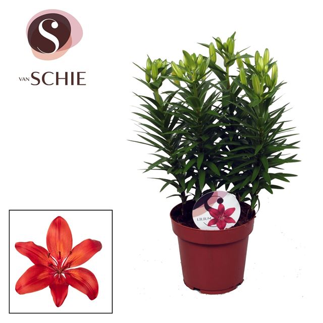 Picture of Lilium asiatic matrix red