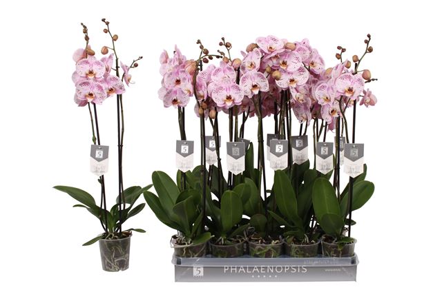 Picture of PHALAENOPSIS 02-STEM SPOTTED WORLD