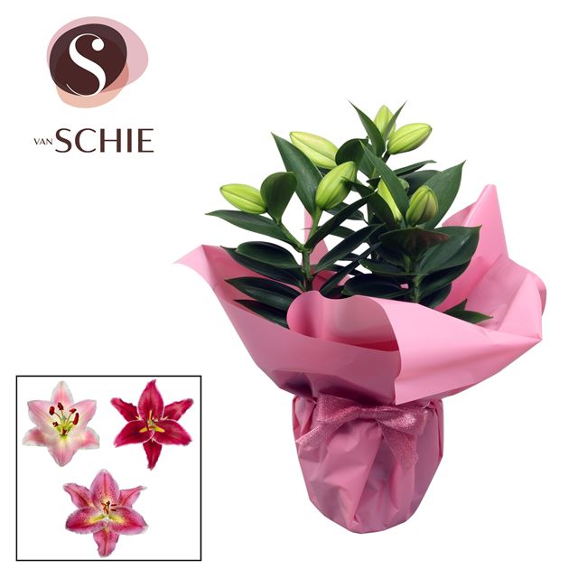Picture of Lilium oriental 03pp rose rondella