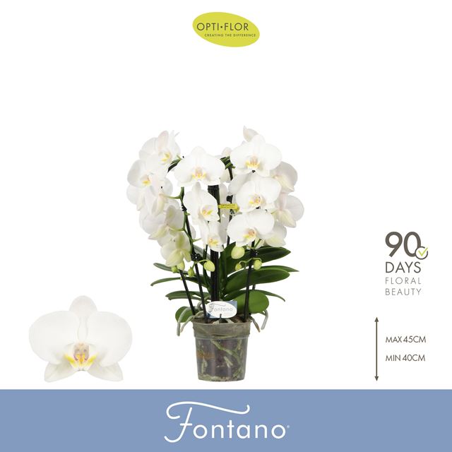 Picture of Phalaenopsis 05-stem fontano bellagio