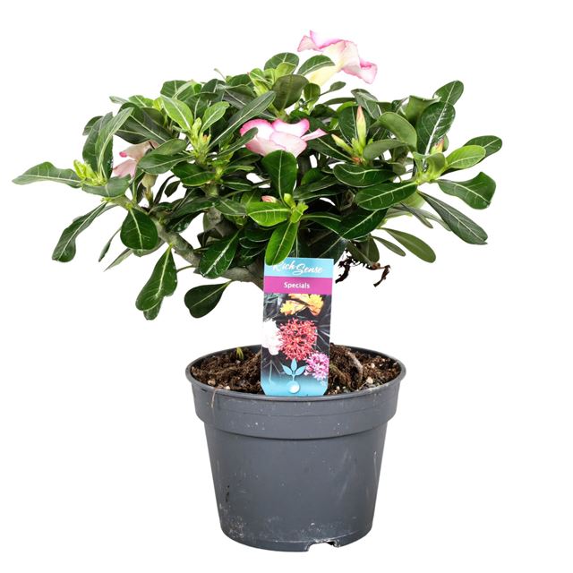 Picture of ADENIUM ROSE