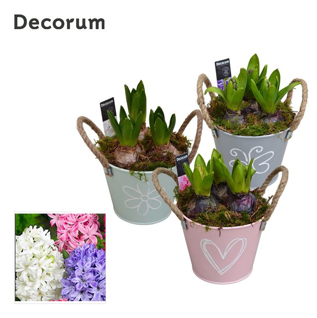 Picture of Hyacinthus 02bulbs zinc bucket