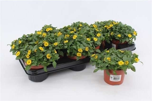 Picture of Sanvitalia procumbens