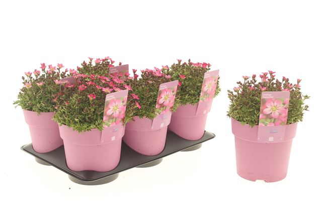 Picture of Saxifraga touran pink